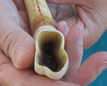 10 inch Warthog Tusk, Warthog Ivory from African Warthog - $49