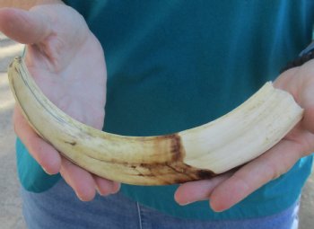 10 inch Warthog Tusk, Warthog Ivory from African Warthog - $49