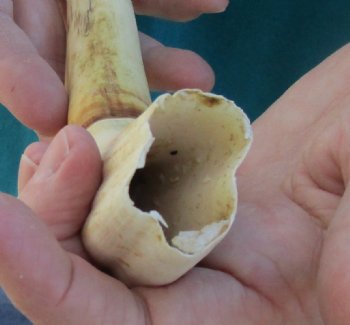 10 inch Warthog Tusk, Warthog Ivory from African Warthog - $49