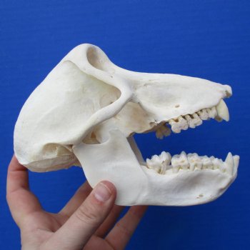B-Grade 6-3/4" Female Baboon Skull - $130 (CITES P-000023748)