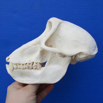 B-Grade 6-3/4" Female Baboon Skull - $130 (CITES P-000023748)