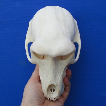 B-Grade 6-3/4" Female Baboon Skull - $130 (CITES P-000023748)