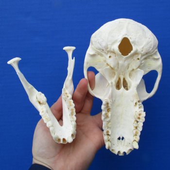 B-Grade 6-3/4" Female Baboon Skull - $130 (CITES P-000023748)