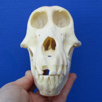 B-Grade 6-3/4" Female Baboon Skull - $130 (CITES P-000023748)
