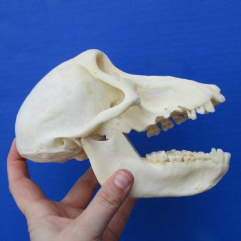 B-Grade 6-3/4" Female Baboon Skull - $130 (CITES P-000023748)
