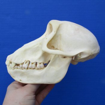 B-Grade 6-3/4" Female Baboon Skull - $130 (CITES P-000023748)