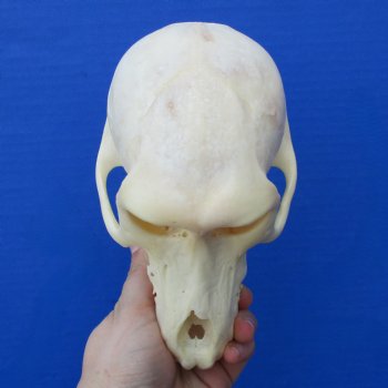 B-Grade 6-3/4" Female Baboon Skull - $130 (CITES P-000023748)
