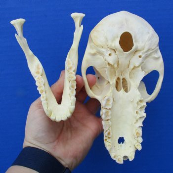 B-Grade 6-3/4" Female Baboon Skull - $130 (CITES P-000023748)