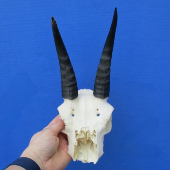 C-Grade 6" Mountain Reedbuck Skull with 6" Horns - $34