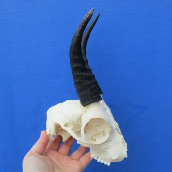 C-Grade 6" Mountain Reedbuck Skull with 6" Horns - $34