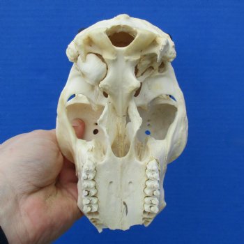 C-Grade 6" Mountain Reedbuck Skull with 6" Horns - $34