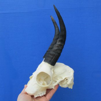 C-Grade 6" Mountain Reedbuck Skull with 6" Horns - $34