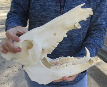 13 inch African Bush Pig Skull, Potamochoerus larvatus for $130