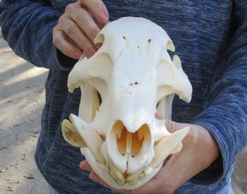 13 inch African Bush Pig Skull, Potamochoerus larvatus for $130