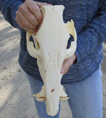 13 inch African Bush Pig Skull, Potamochoerus larvatus for $130