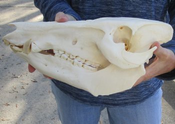 13 inch African Bush Pig Skull, Potamochoerus larvatus for $130