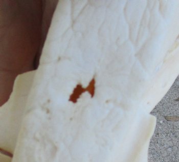 13 inch African Bush Pig Skull, Potamochoerus larvatus for $130