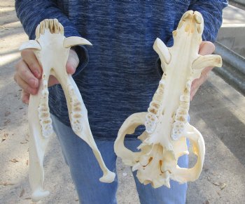 13 inch African Bush Pig Skull, Potamochoerus larvatus for $130
