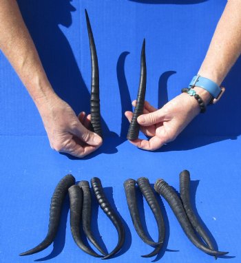 10 piece lot of African female springbok horns 5-1/2 to 9-1/2 inches for $50/lot