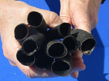 10 piece lot of African female springbok horns 5-1/2 to 9-1/2 inches for $50/lot