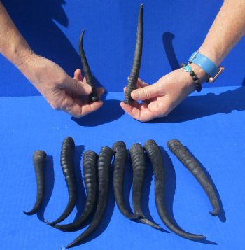 10 piece lot of African female springbok horns 5 to 9 inches for $50/lot