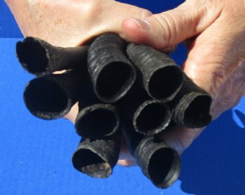 10 piece lot of African female springbok horns 5 to 9 inches for $50/lot