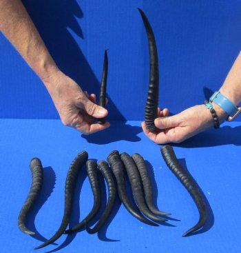 10 piece lot of African female springbok horns 5-1/4 to 9-1/4 inches for $50/lot