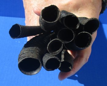 10 piece lot of African female springbok horns 5-1/4 to 9-1/4 inches for $50/lot