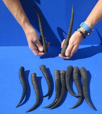 10 piece lot of African female springbok horns 6-1/2 to 9 inches for $50/lot