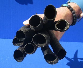 10 piece lot of African female springbok horns 6-1/2 to 9 inches for $50/lot