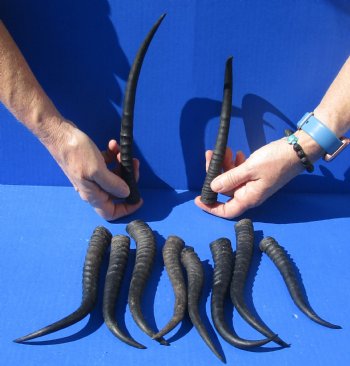 10 piece lot of African female springbok horns 5-1/2 to 9-1/4 inches for $50/lot