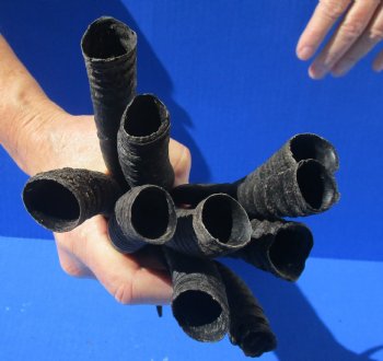 10 piece lot of African female springbok horns 5-1/2 to 9-1/4 inches for $50/lot