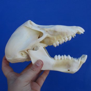 B-Grade 7-1/4" Sub-Adult Baboon Skull - $120 (CITES P-000023748)