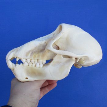 B-Grade 7-1/4" Sub-Adult Baboon Skull - $120 (CITES P-000023748)