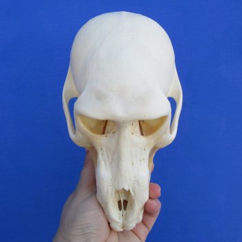 B-Grade 7-1/4" Sub-Adult Baboon Skull - $120 (CITES P-000023748)
