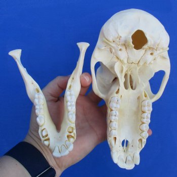 B-Grade 7-1/4" Sub-Adult Baboon Skull - $120 (CITES P-000023748)