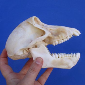 B-Grade 6-1/4" Sub-Adult Baboon Skull - $115 (CITES P-000023748)
