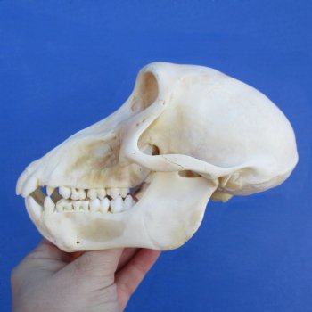 B-Grade 6-1/4" Sub-Adult Baboon Skull - $115 (CITES P-000023748)