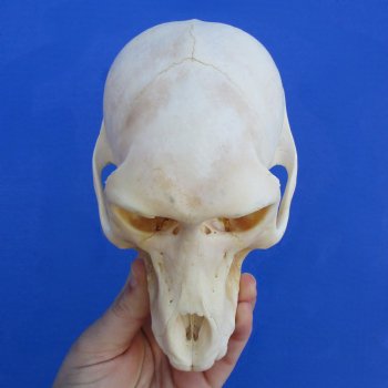 B-Grade 6-1/4" Sub-Adult Baboon Skull - $115 (CITES P-000023748)