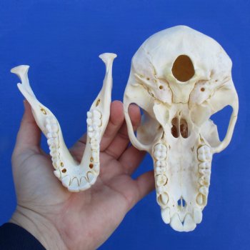 B-Grade 6-1/4" Sub-Adult Baboon Skull - $115 (CITES P-000023748)