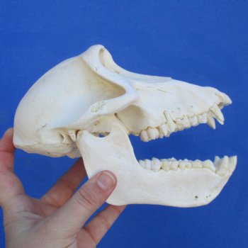 B-Grade 7" Female Baboon Skull - $125 (CITES P-000023748)