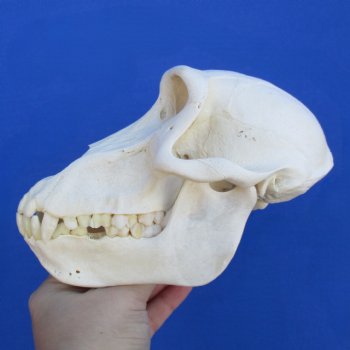 B-Grade 7" Female Baboon Skull - $125 (CITES P-000023748)