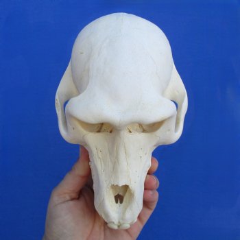 B-Grade 7" Female Baboon Skull - $125 (CITES P-000023748)