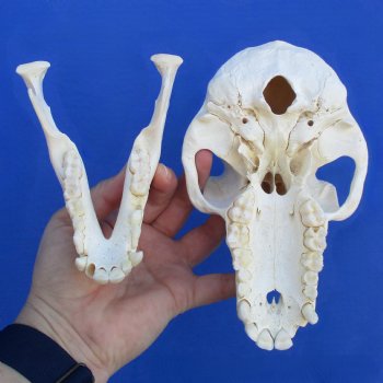 B-Grade 7" Female Baboon Skull - $125 (CITES P-000023748)