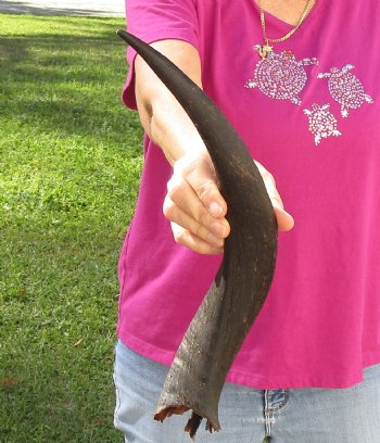 B-Grade Kudu horn for sale measuring 16-1/2 inches for $15