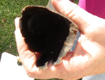 B-Grade Kudu horn for sale measuring 16-1/2 inches for $15