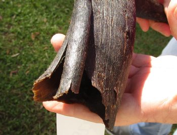 B-Grade Kudu horn for sale measuring 16-1/2 inches for $15