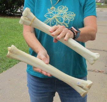 2 pc lot of Camel leg bones for sale 15 and 16 inches, available for sale - $40/lot
