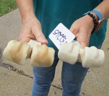 2 pc lot of Camel leg bones for sale 15 and 16 inches, available for sale - $40/lot