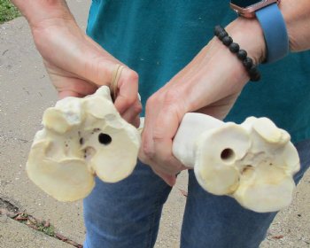 2 pc lot of Camel leg bones for sale 15 and 16 inches, available for sale - $40/lot